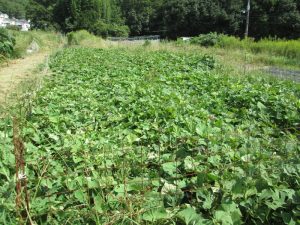 サツマイモの蔓-紅はるか