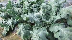 【しっかり生育したブロッコリーの元気な苗】