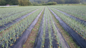 【タマネギ畑の全景（黒マルチ＋整った畝）】