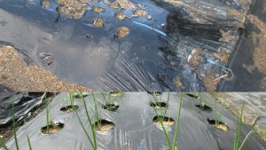 【タマネギ畝と前作跡の畑の対比が分かる構図】