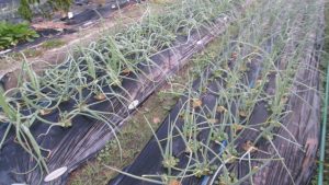 【タマネギ畝・黒マルチ＋葉の状態が分かる】