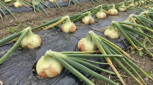 【収穫直前のタマネギ畑（葉が倒れている様子）】