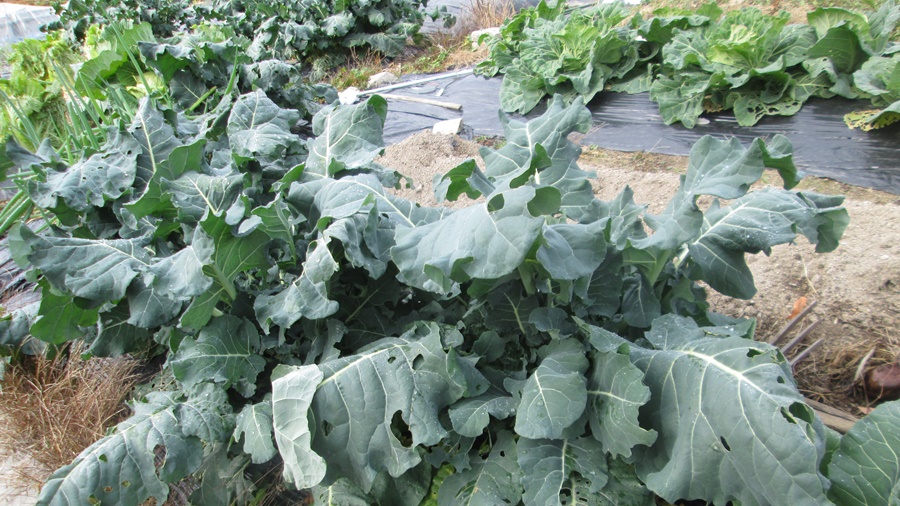 【家庭菜園で生育したブロッコリーの元気な苗】