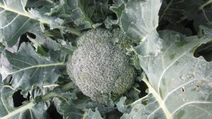 【春植えブロッコリーの頂花蕾のアップ】