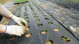 【植え付け直前の畝（黒マルチ＋タマネギ苗）】