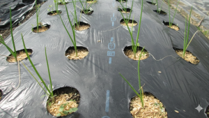 【植え付け直後のタマネギ畝（黒マルチ＋苗の様子）】拡大