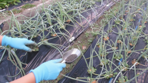 【追肥をしている様子、またはタマネギの葉のアップ】