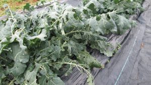 【防虫ネット無しの虫害にあったブロッコリー畑】