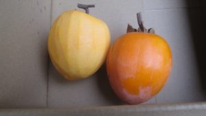 T字枝付きの渋柿