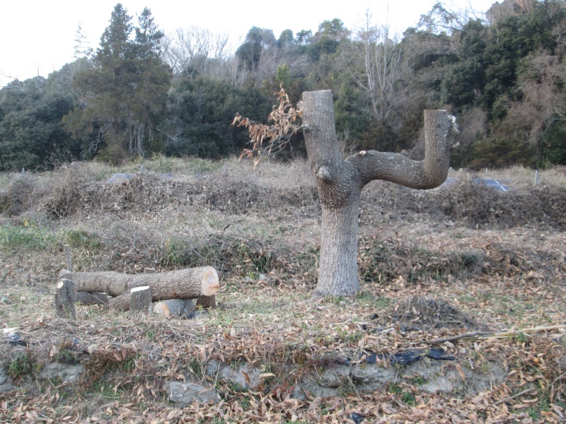 くぬぎと整備後の風景