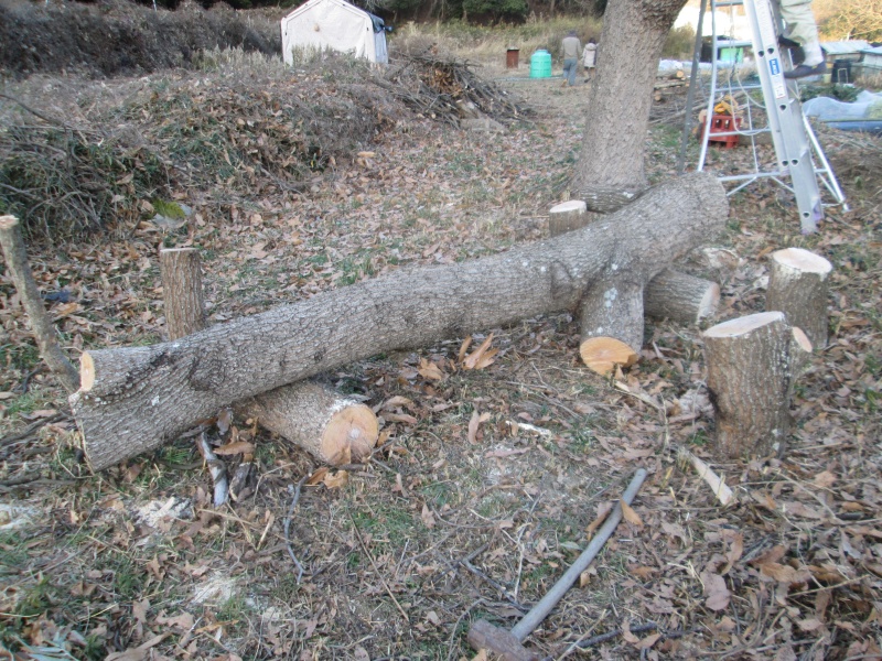 くぬぎのベンチ