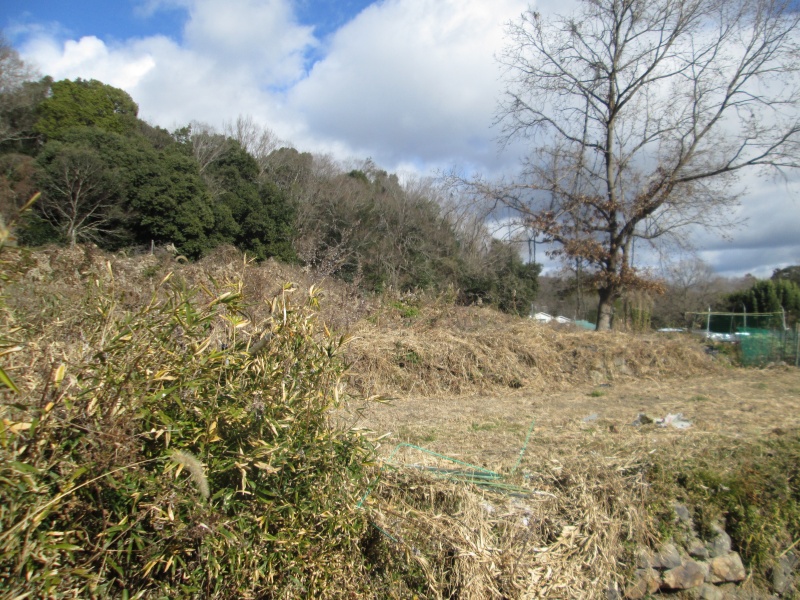 くぬぎの高木の姿