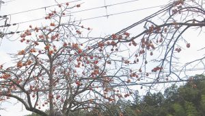 たわわに実った柿の木