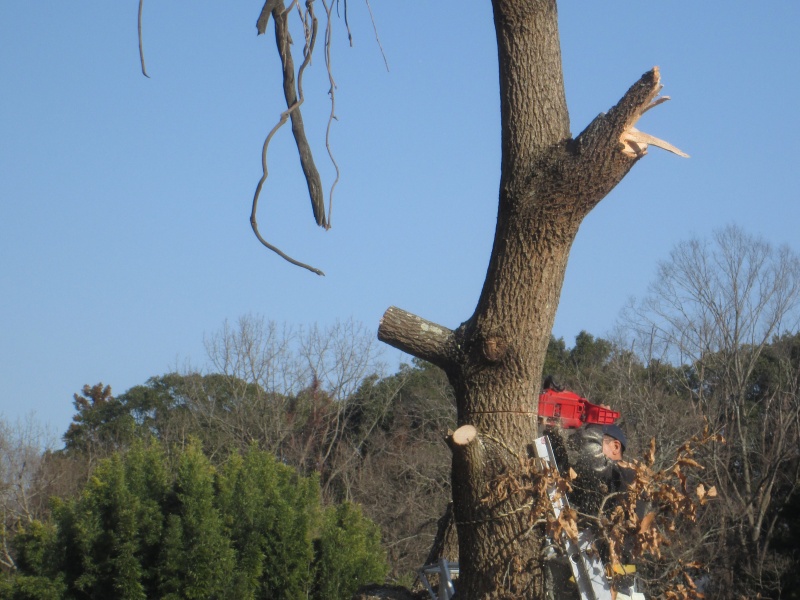 メイン幹の伐採作業