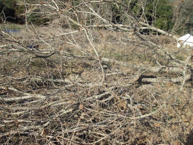 切った枝の整理