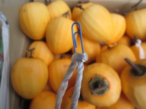 吊るし柿用ロープの工夫（クリップ使用）