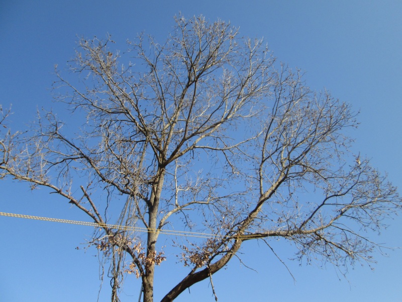 西側の枝カットの様子