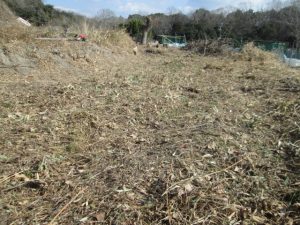 一度刈り倒した小作放置地