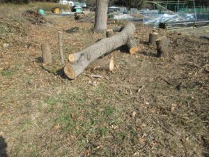 丸太のベンチの周辺の刈り取った後