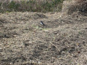 刈り倒した耕作地に鳥がえさを求めてきた